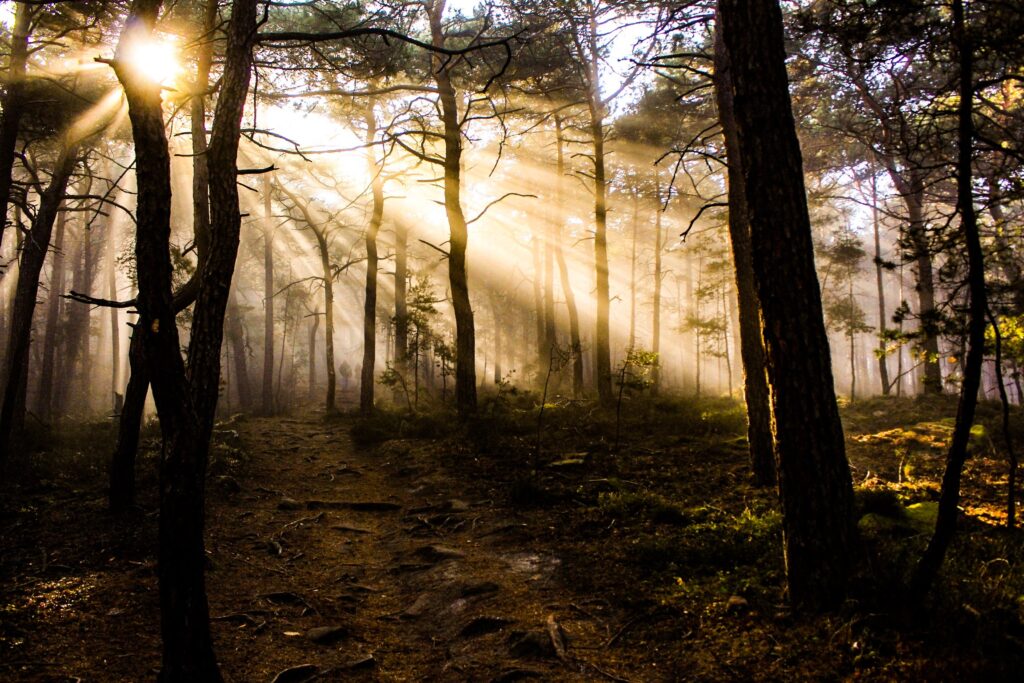 Experience the PNW's beauty with Geosutherlin's cache group